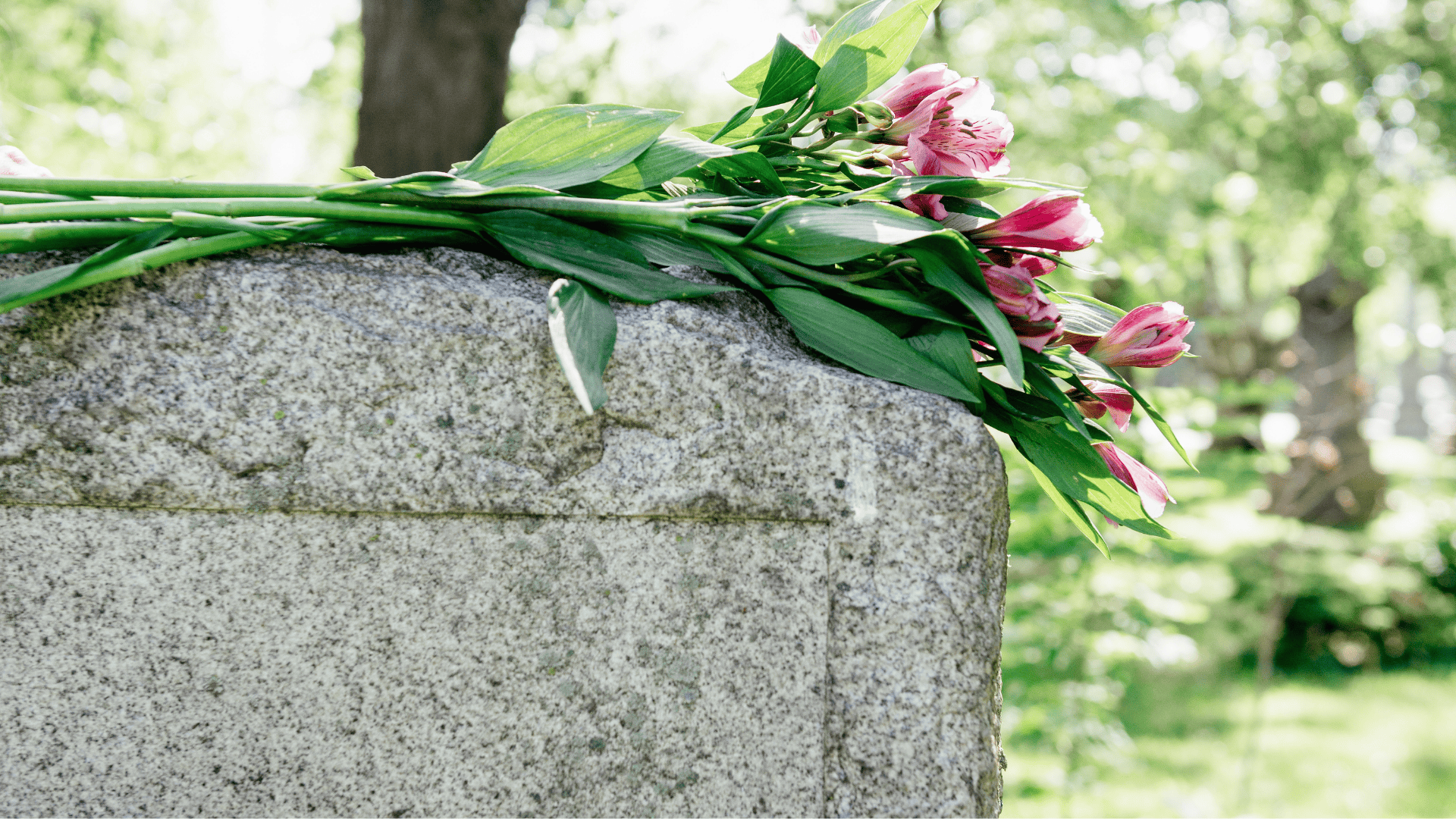 Laatste rustplaats huisdieren Team 3560